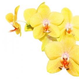 ЦВЕТЫ 32 (орхидеи)